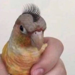 Meet your Posher, Ford